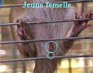 Cliquez pour agrandir l'image Cliquez pour agrandir l'image