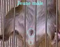 Cliquez pour agrandir l'image